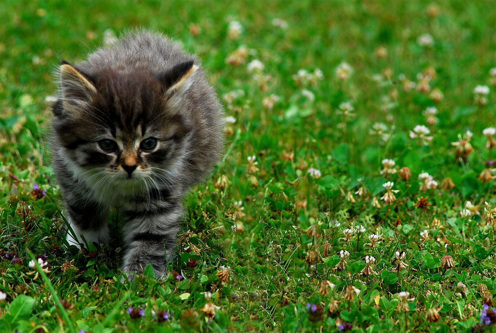 Nikon D80 sample photo. Cat, predator, domestic cat photography