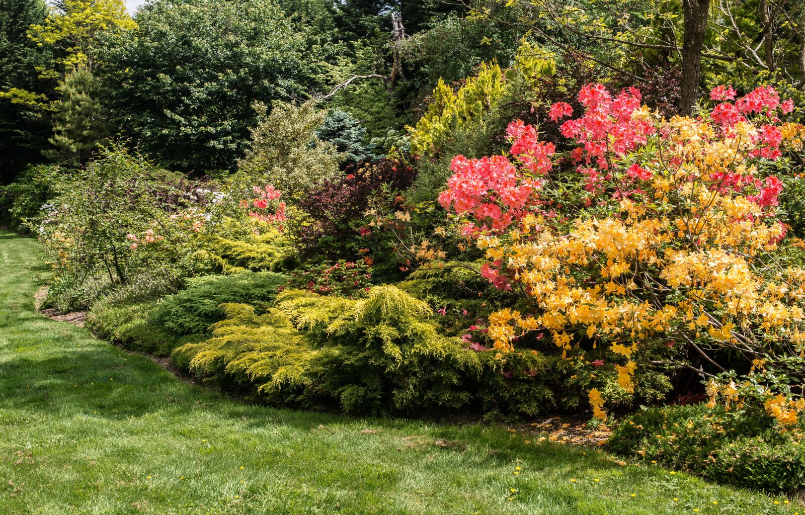 Nikon D610 sample photo. Springs best show, garden photography