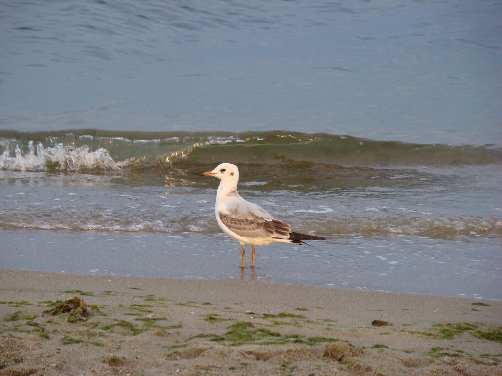 Sony DSC-H9 sample photo. Seagull, sea, bird photography