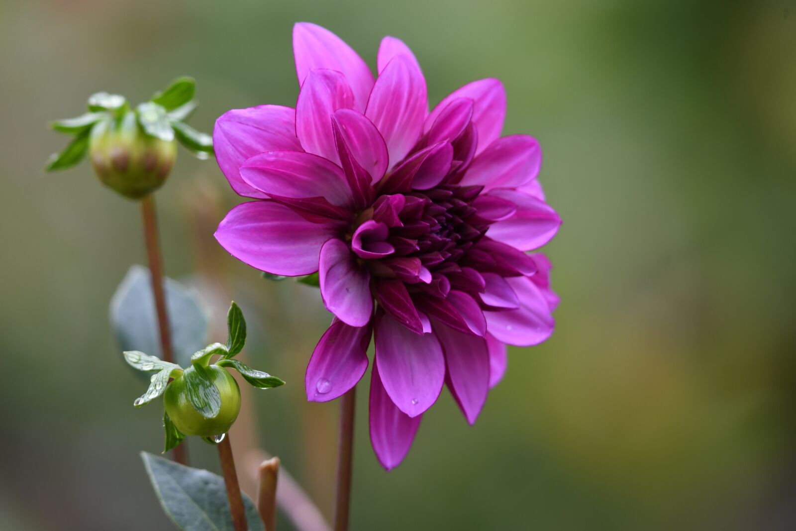 Nikon D500 sample photo. Dahlia, buds, morning dew photography