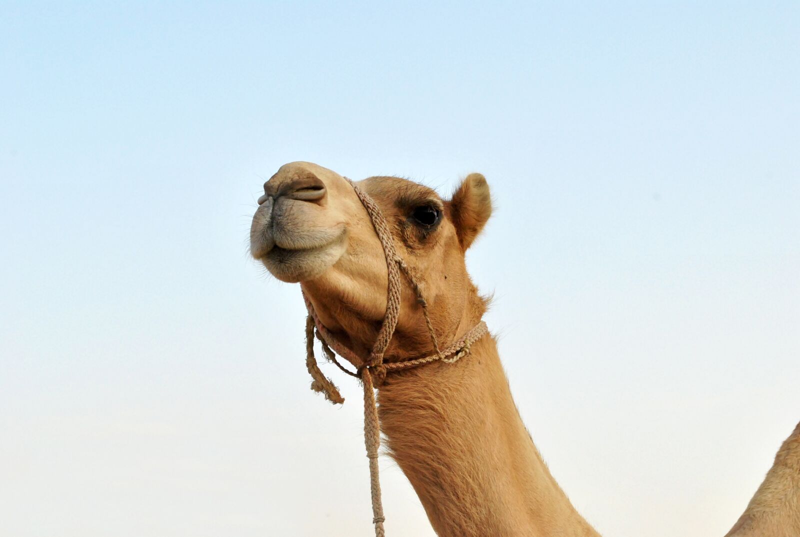 Nikon D3000 sample photo. Animal, camel, mammal photography