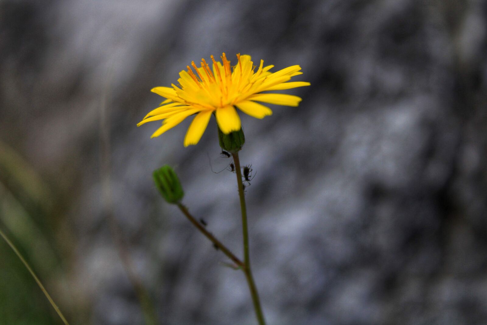Canon EOS 2000D (EOS Rebel T7 / EOS Kiss X90 / EOS 1500D) sample photo. Flower, yellow, spring photography