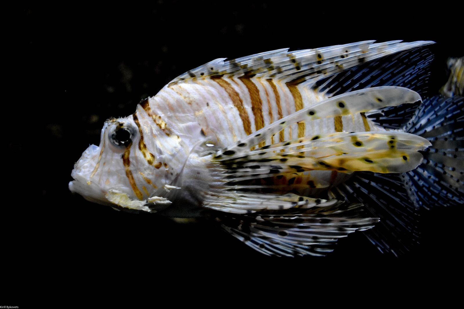 Nikon D3400 sample photo. Fish, water, underwater photography