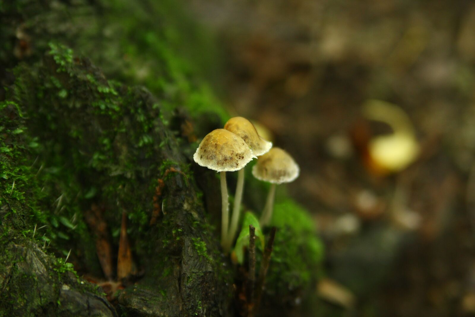 Canon EOS 40D sample photo. Mushroom, nature, forest photography