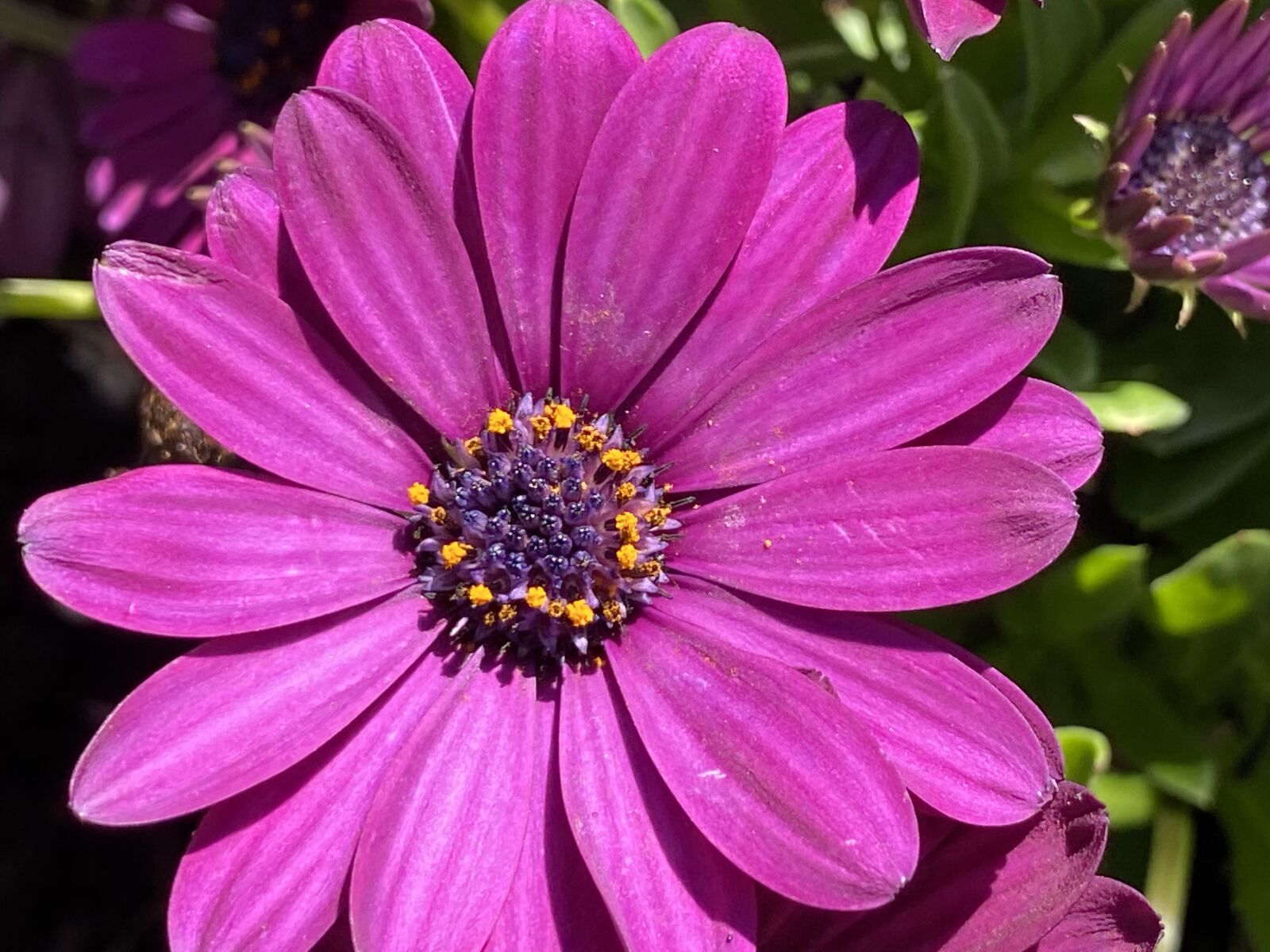 Apple iPhone 11 sample photo. Flower, purple, spring photography