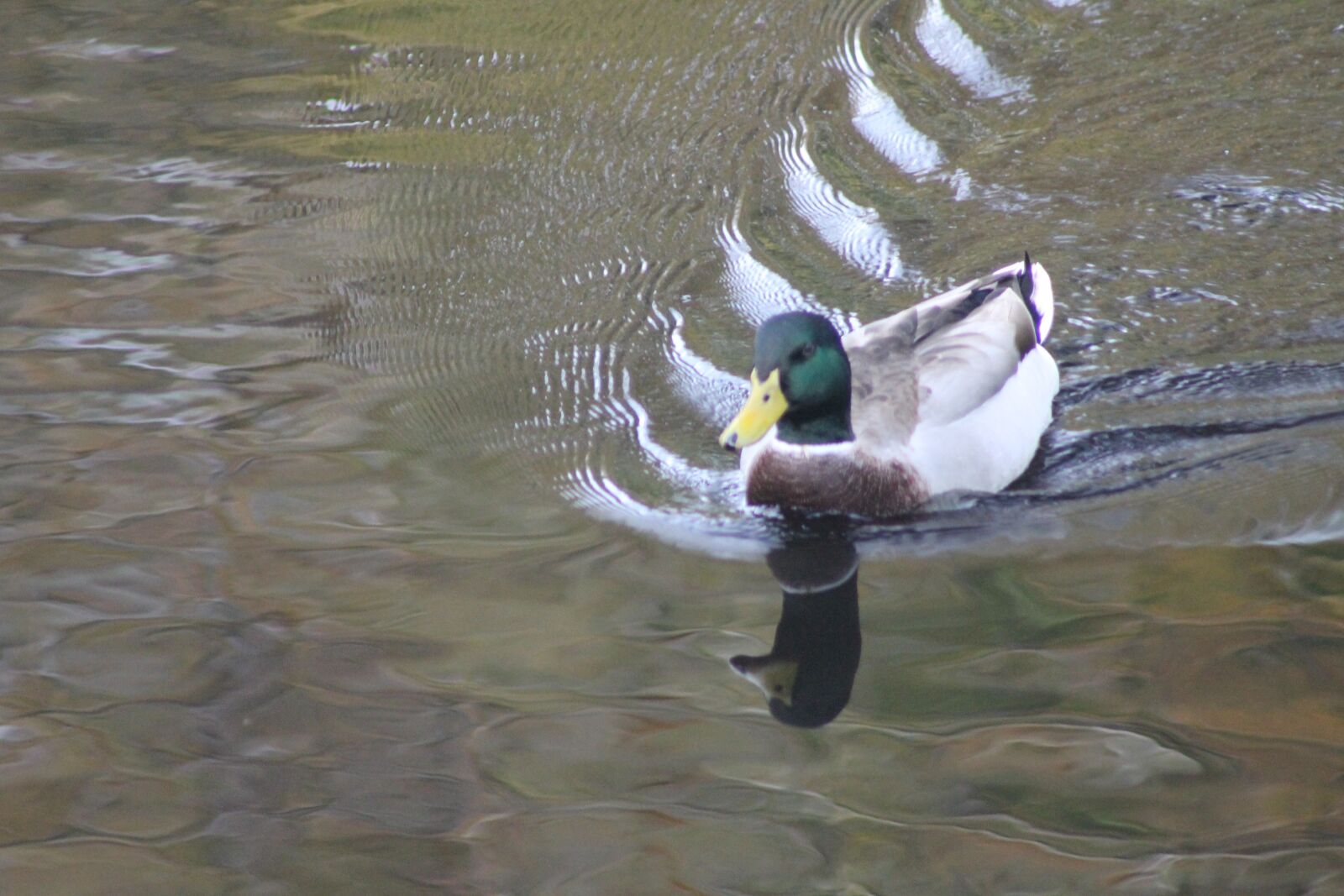 Canon EOS 1100D (EOS Rebel T3 / EOS Kiss X50) + Canon EF75-300mm f/4-5.6 sample photo. Duck, stream, water photography