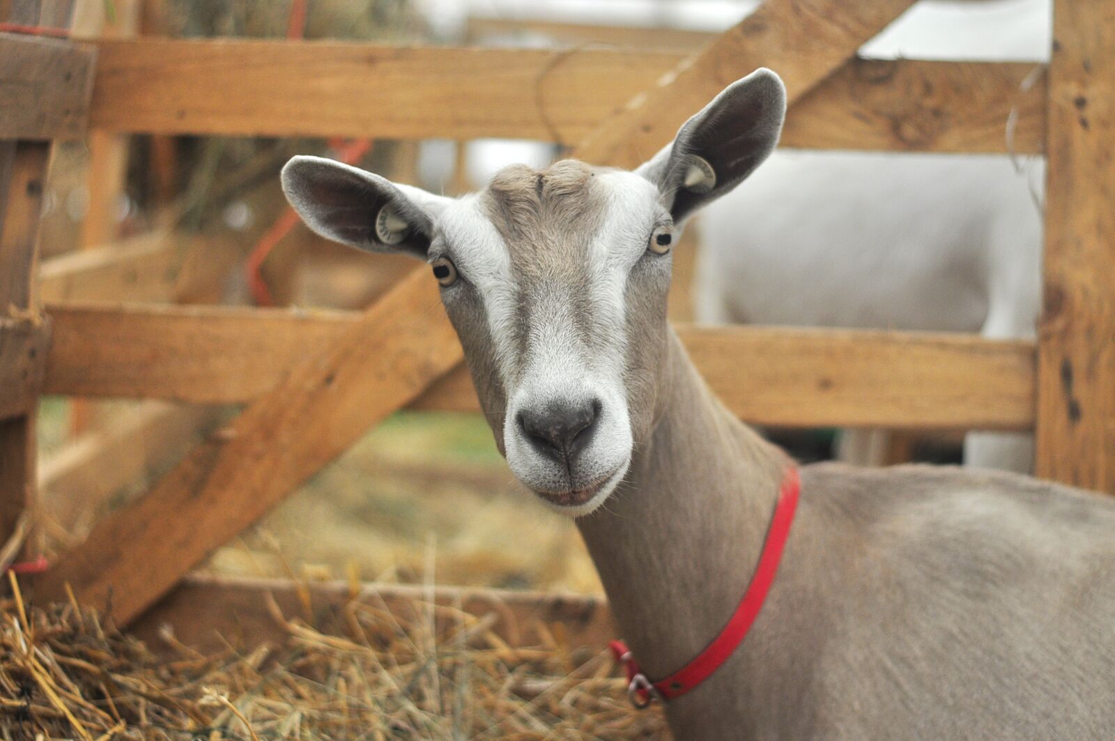 Nikon D90 sample photo. Goat, farm, animal photography