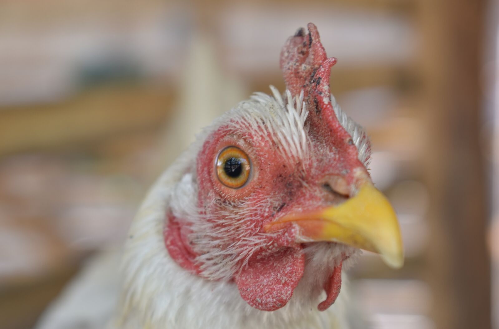 Nikon D3400 sample photo. Chicken, hen, farm photography