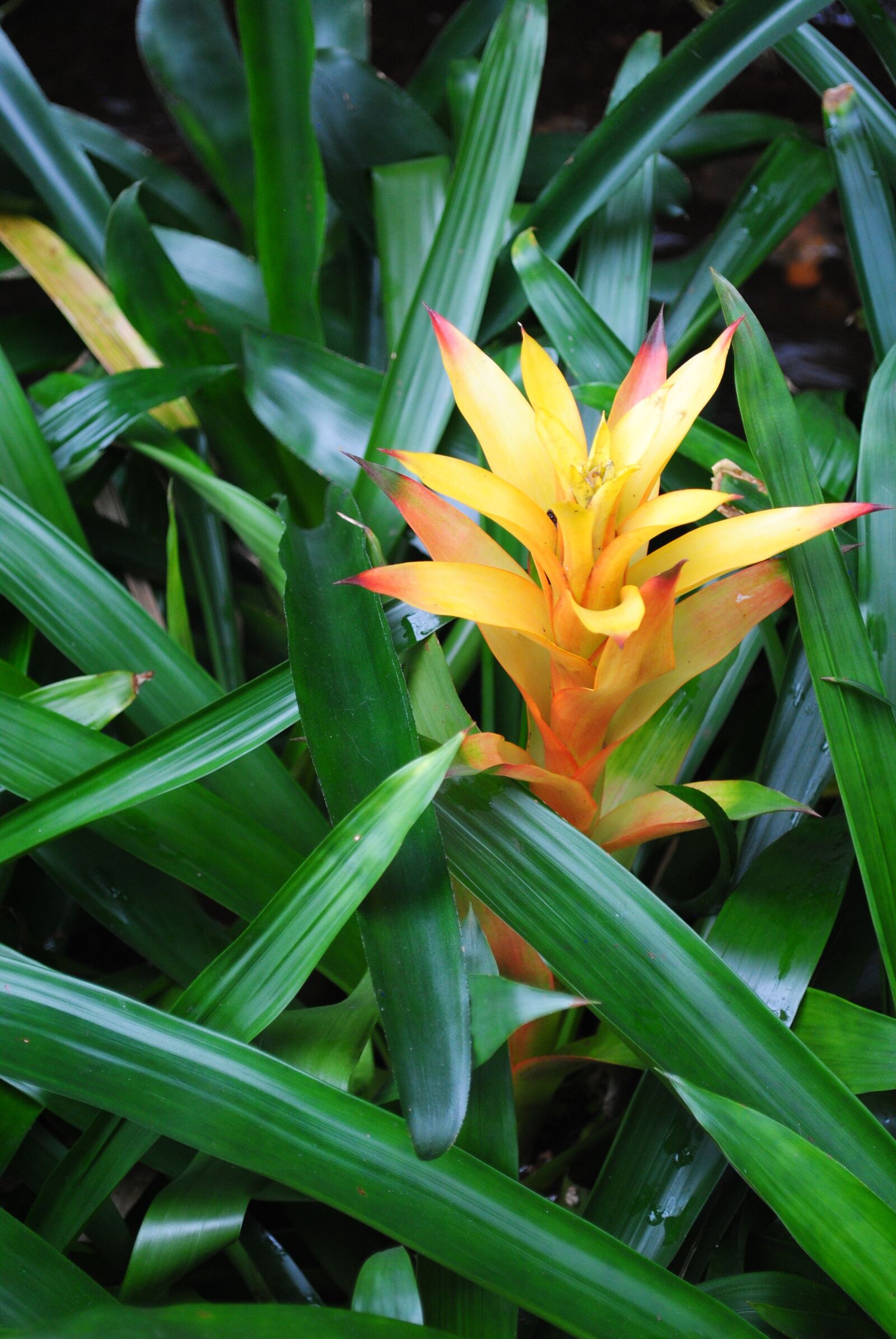 Nikon D3000 sample photo. Flower, nature, green photography