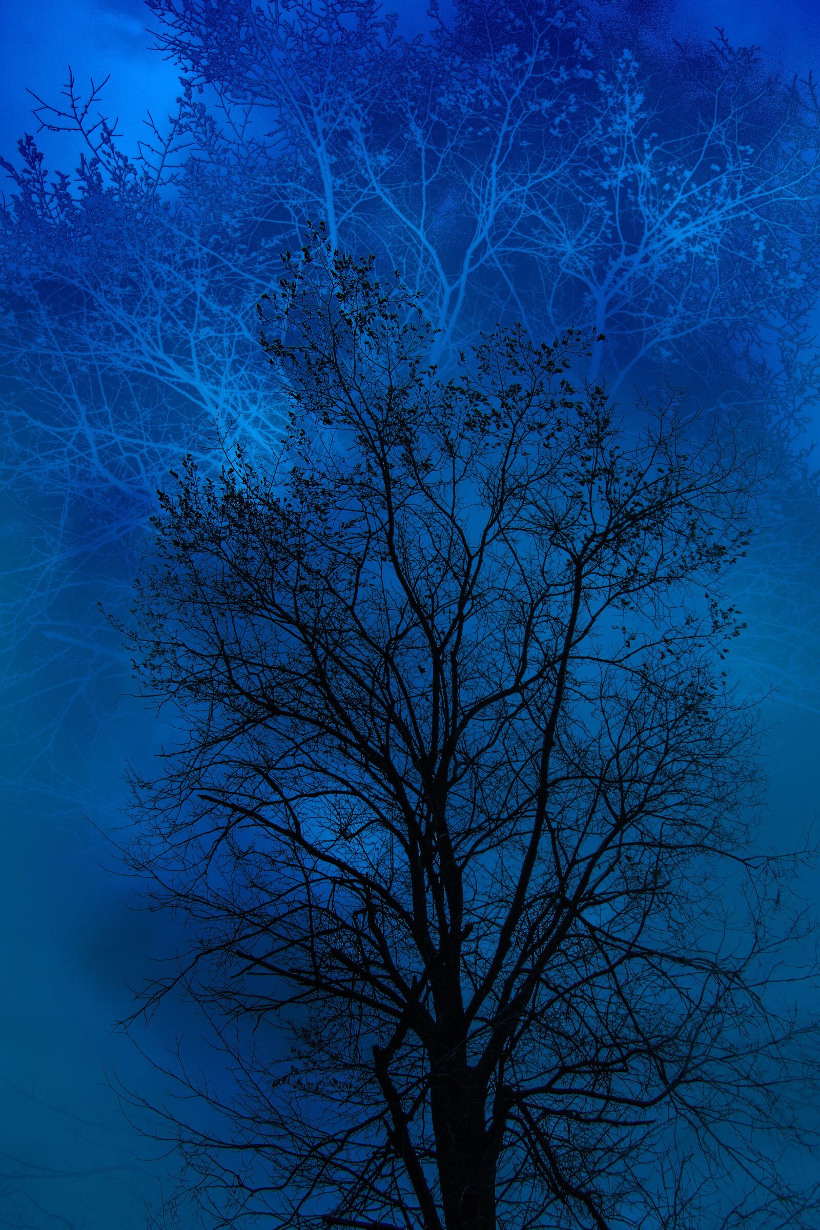 Canon EOS 60D sample photo. Tree, blue, black photography