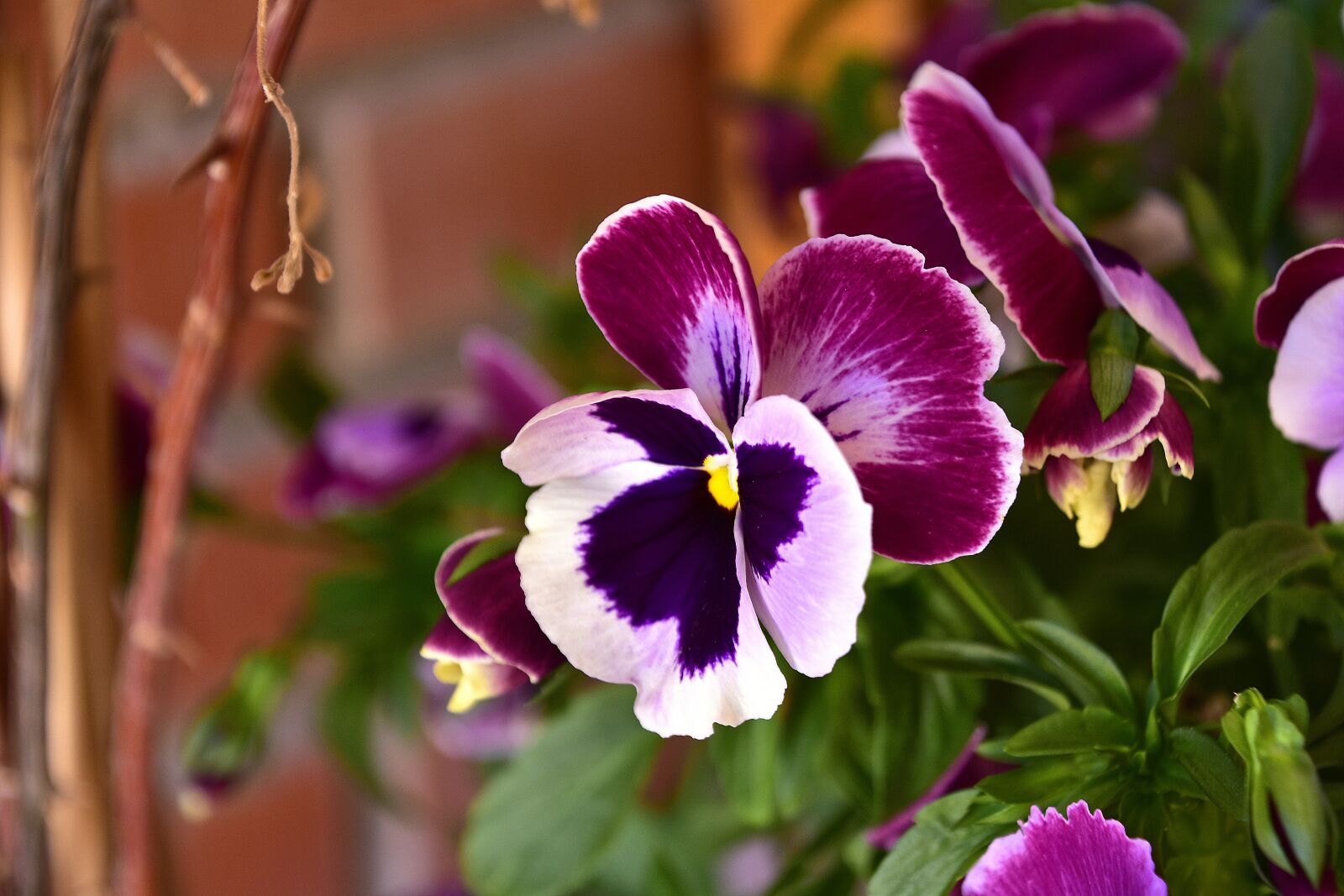 Nikon D7200 sample photo. Flower, garden, plant photography