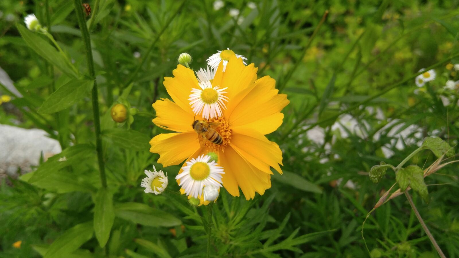LG V10 sample photo. Geumgyeguk, bee, wildflower photography