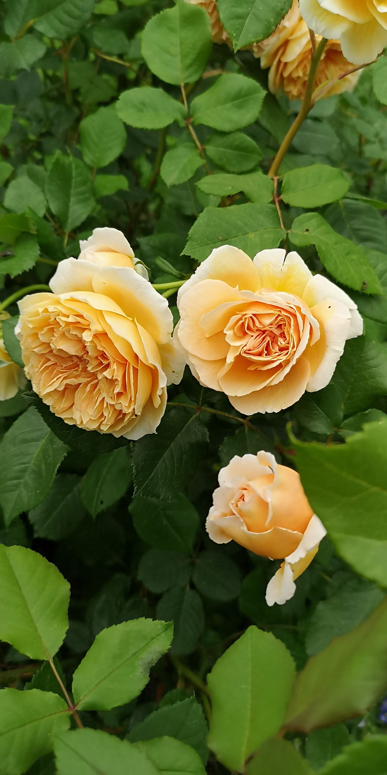 HUAWEI CLT-L29 sample photo. Rose dream, garden, summer photography