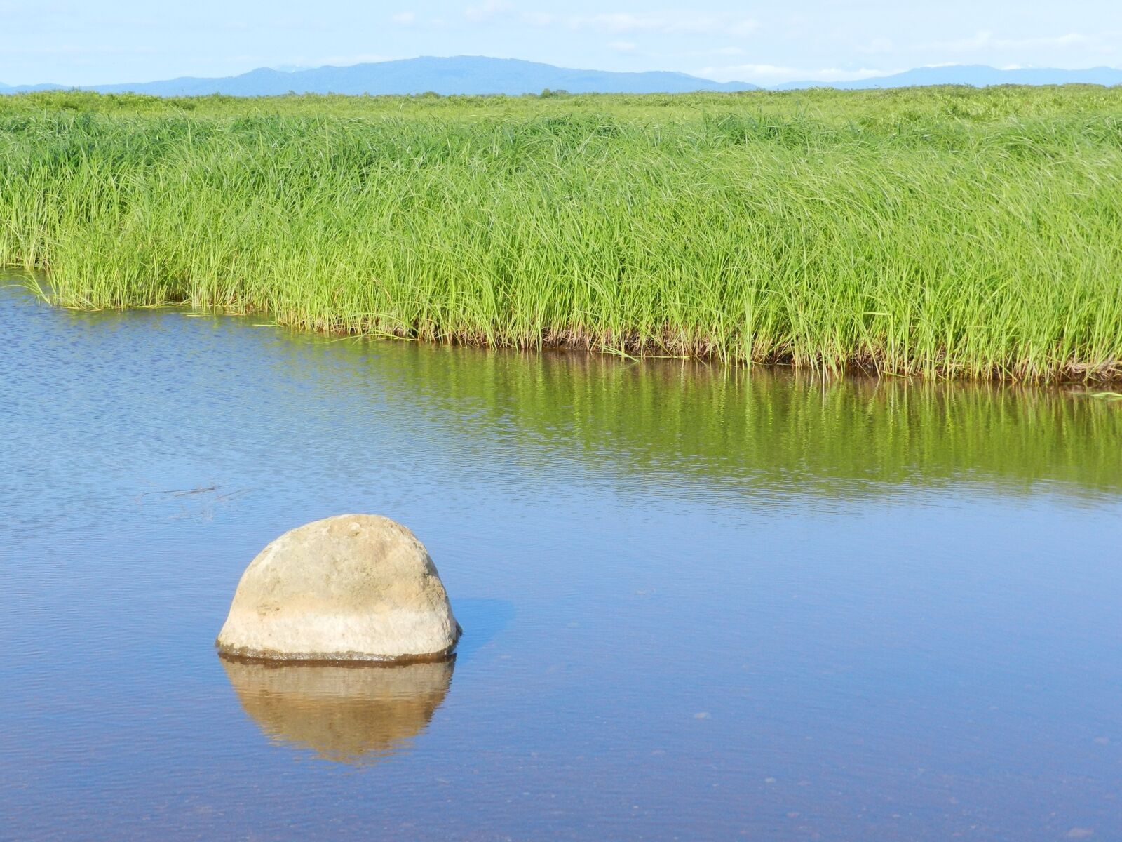 Nikon Coolpix P500 sample photo. Swamp, tundra, grass photography