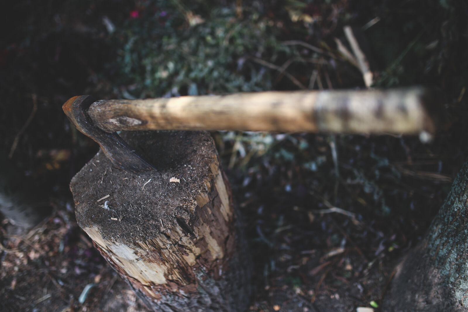 Canon EOS 6D + Sigma 35mm F1.4 DG HSM Art sample photo. Ax, in, the, stump photography