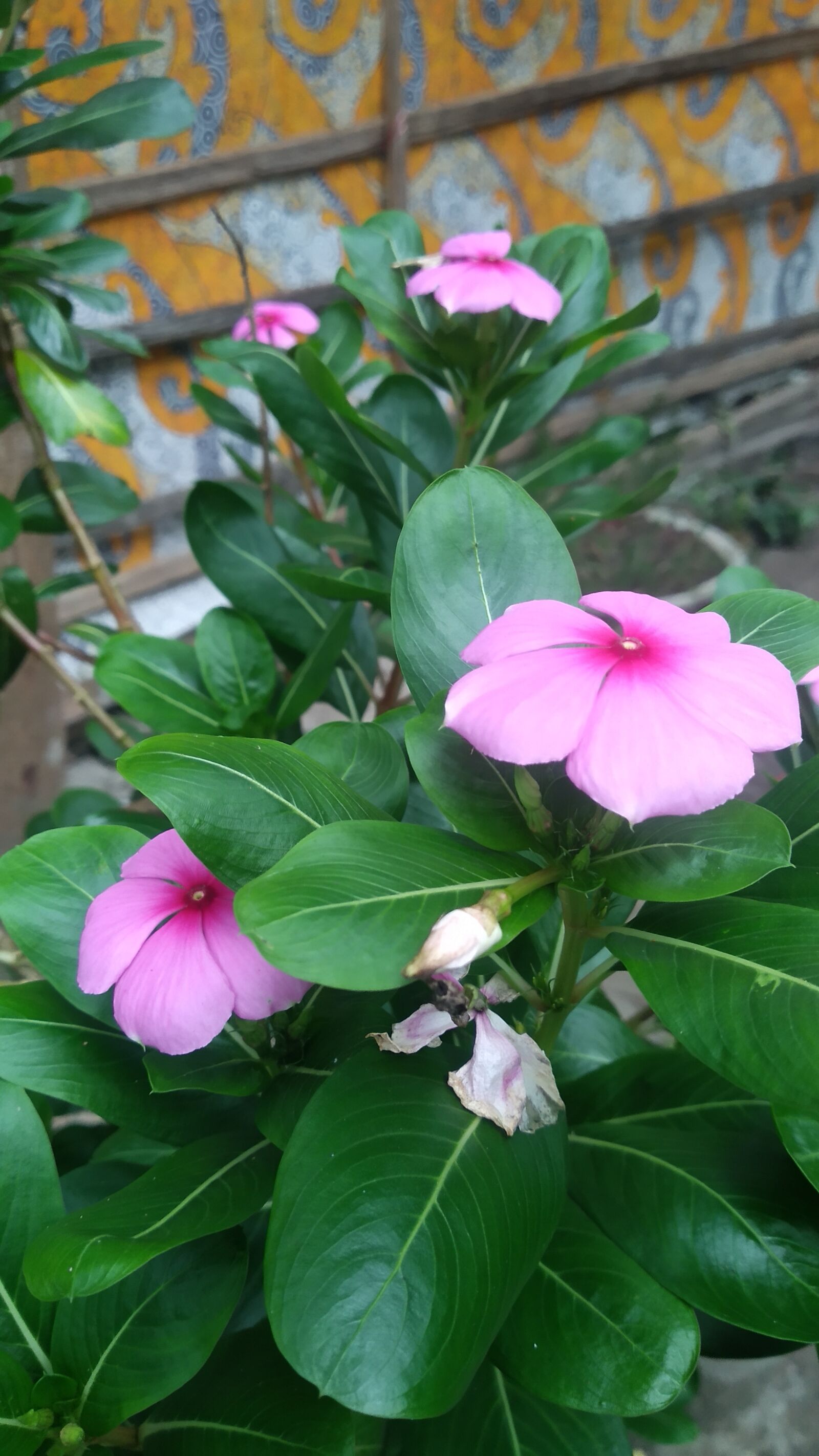 Xiaomi Redmi S2 sample photo. Paysha, flower, in bangladesh photography