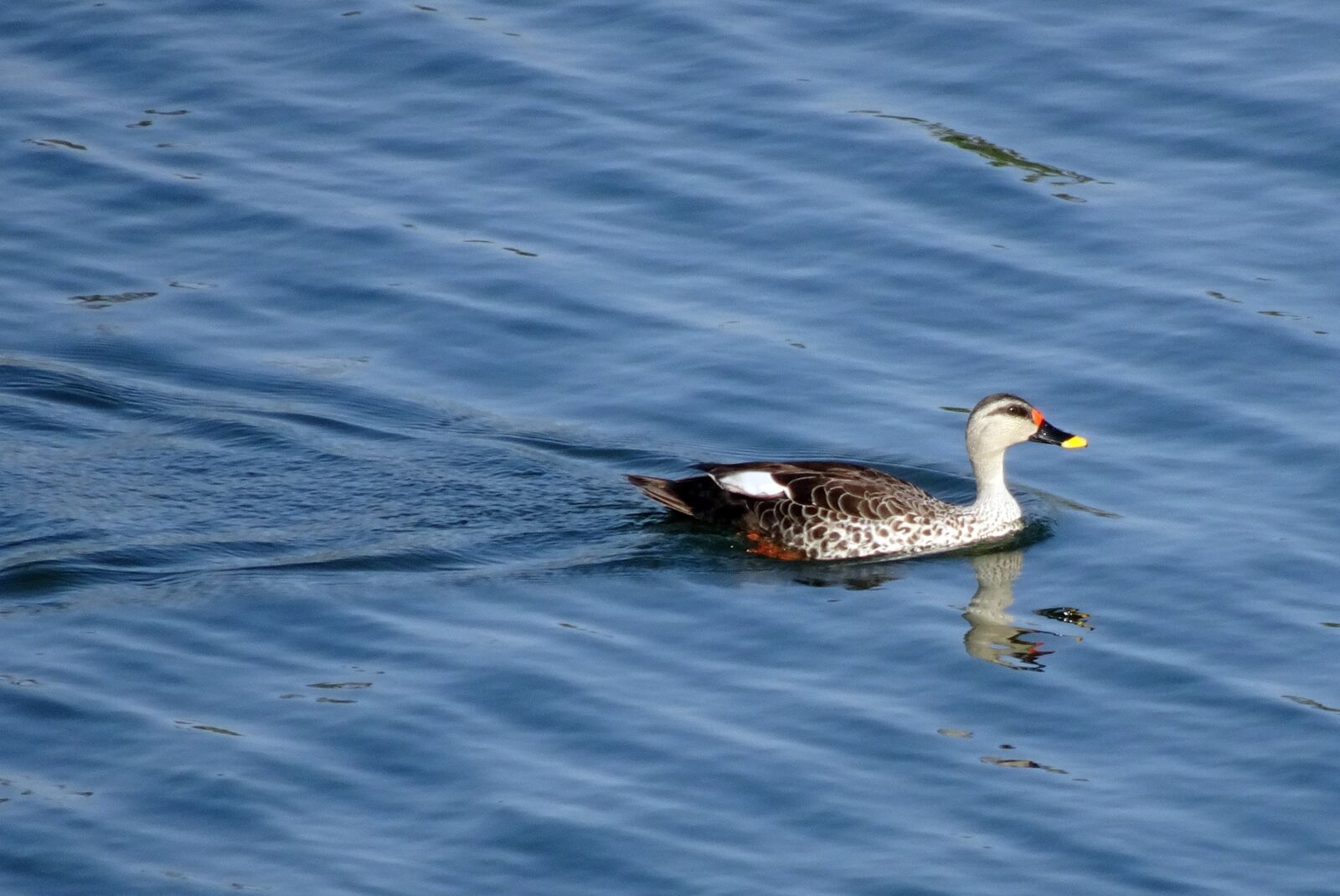 Sony Cyber-shot DSC-HX90V sample photo. Duck, bird, waterfowl photography