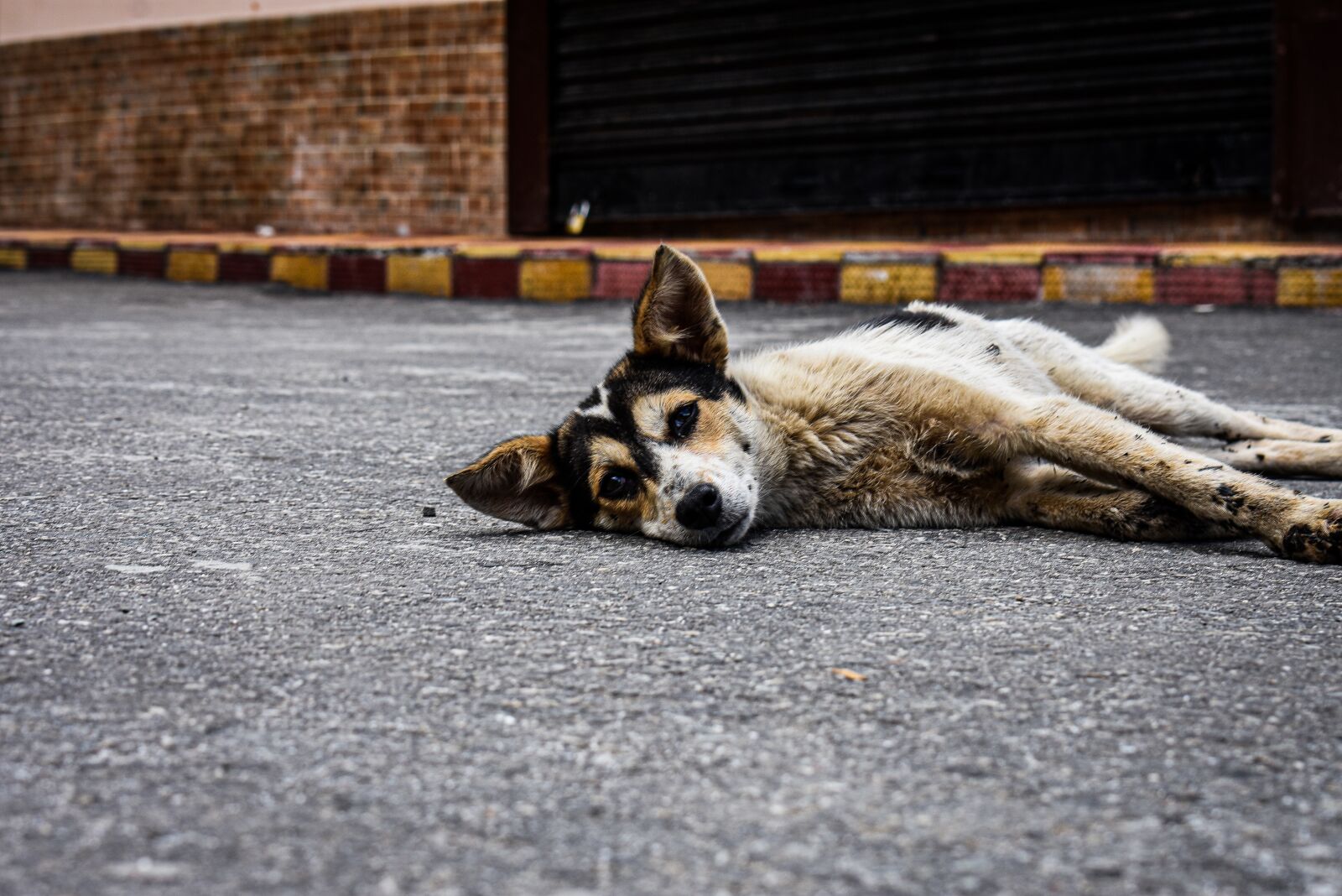 Nikon D3400 sample photo. Dog, love, street photography