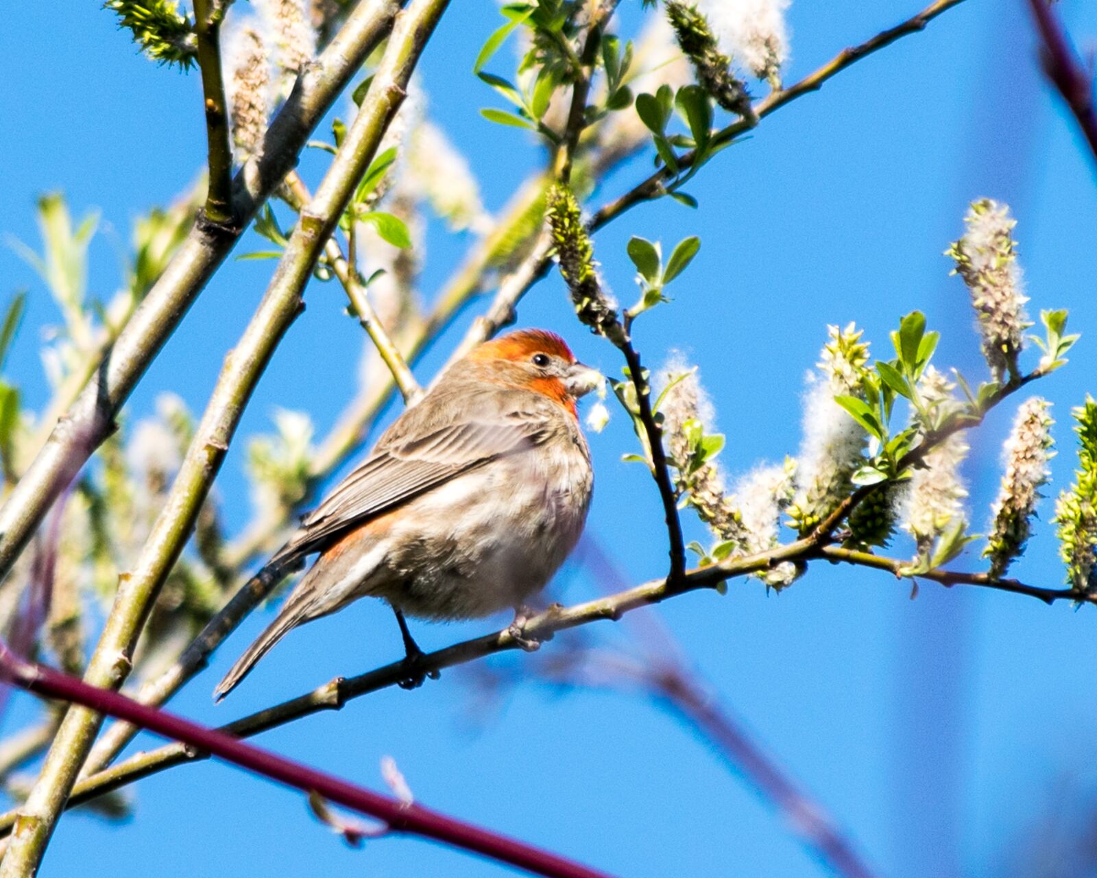 Nikon D3300 sample photo. Bird, spring, blue photography
