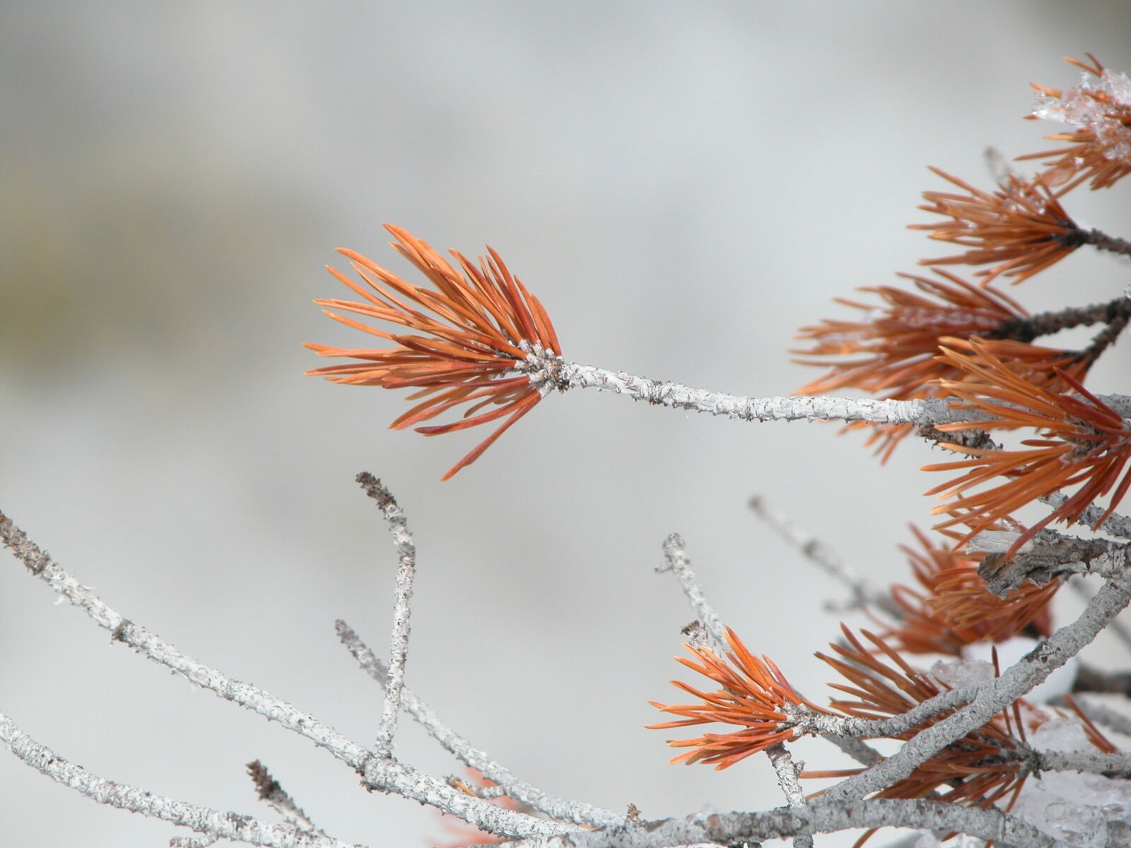Nikon E5700 sample photo. Nature, tree, winter photography