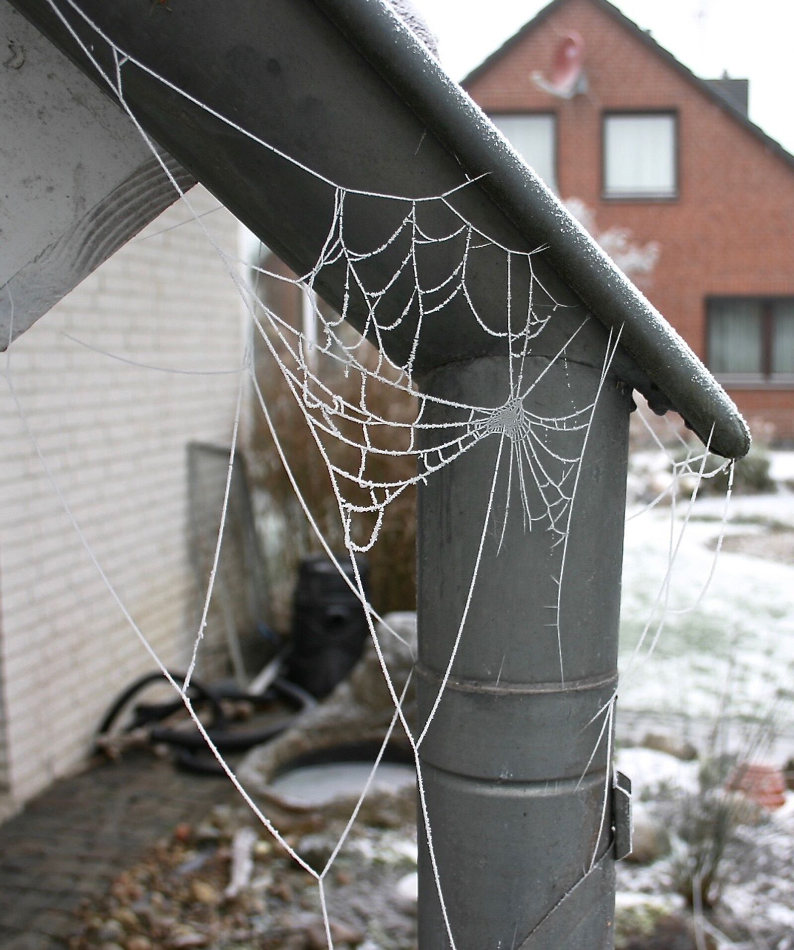 Canon EOS 300D (EOS Digital Rebel / EOS Kiss Digital) sample photo. Winter, hoarfrost, spider webs photography