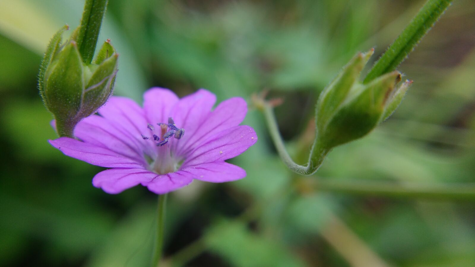 Motorola MotoG3 sample photo. Macro, pink flower, flower photography