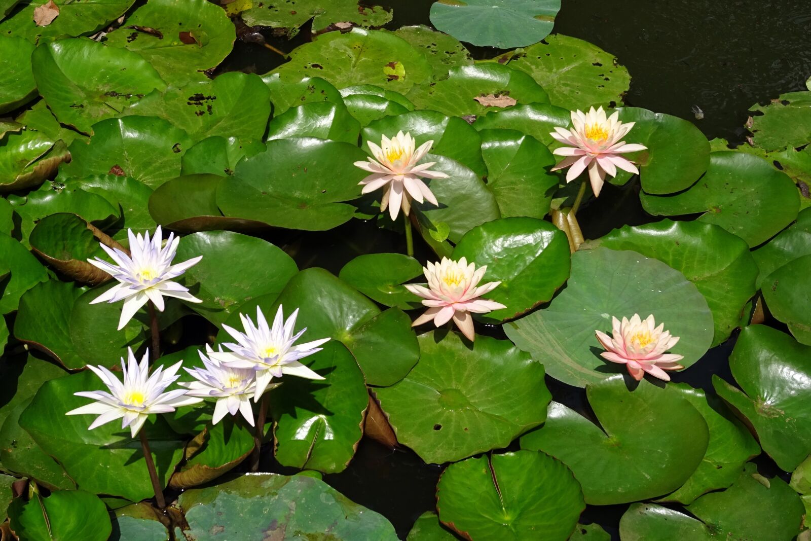 Sony DSC-HX60V sample photo. Lily, water lily, peach photography