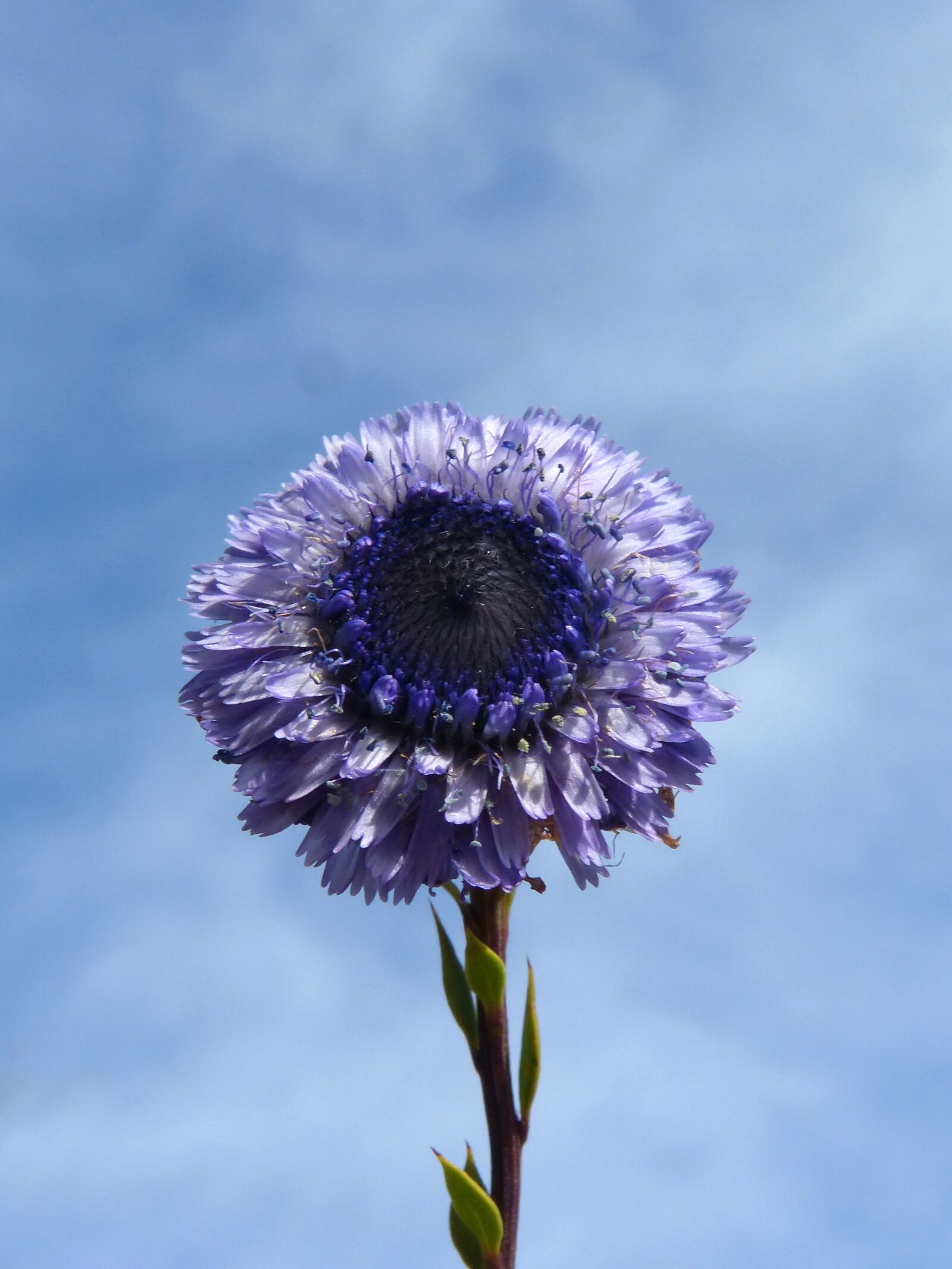 Panasonic DMC-FZ62 sample photo. Flower, lilac, purple photography