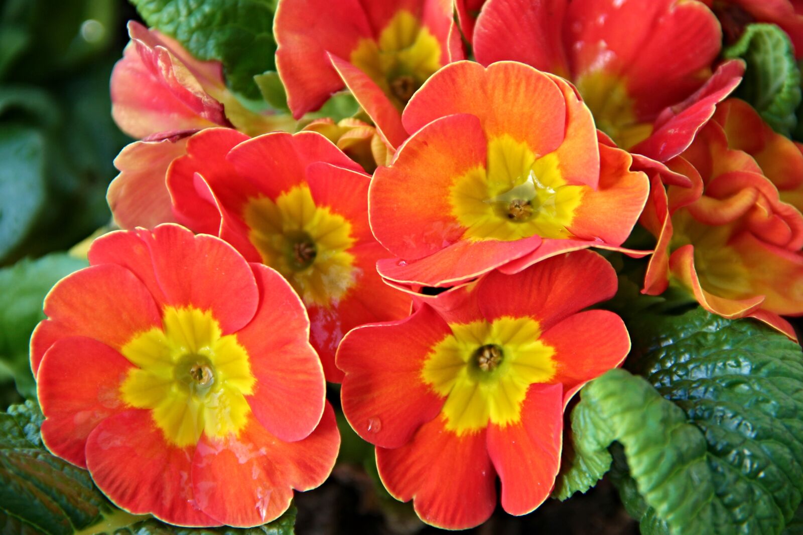 Canon EOS 1100D (EOS Rebel T3 / EOS Kiss X50) sample photo. Primroses, primula, spring photography