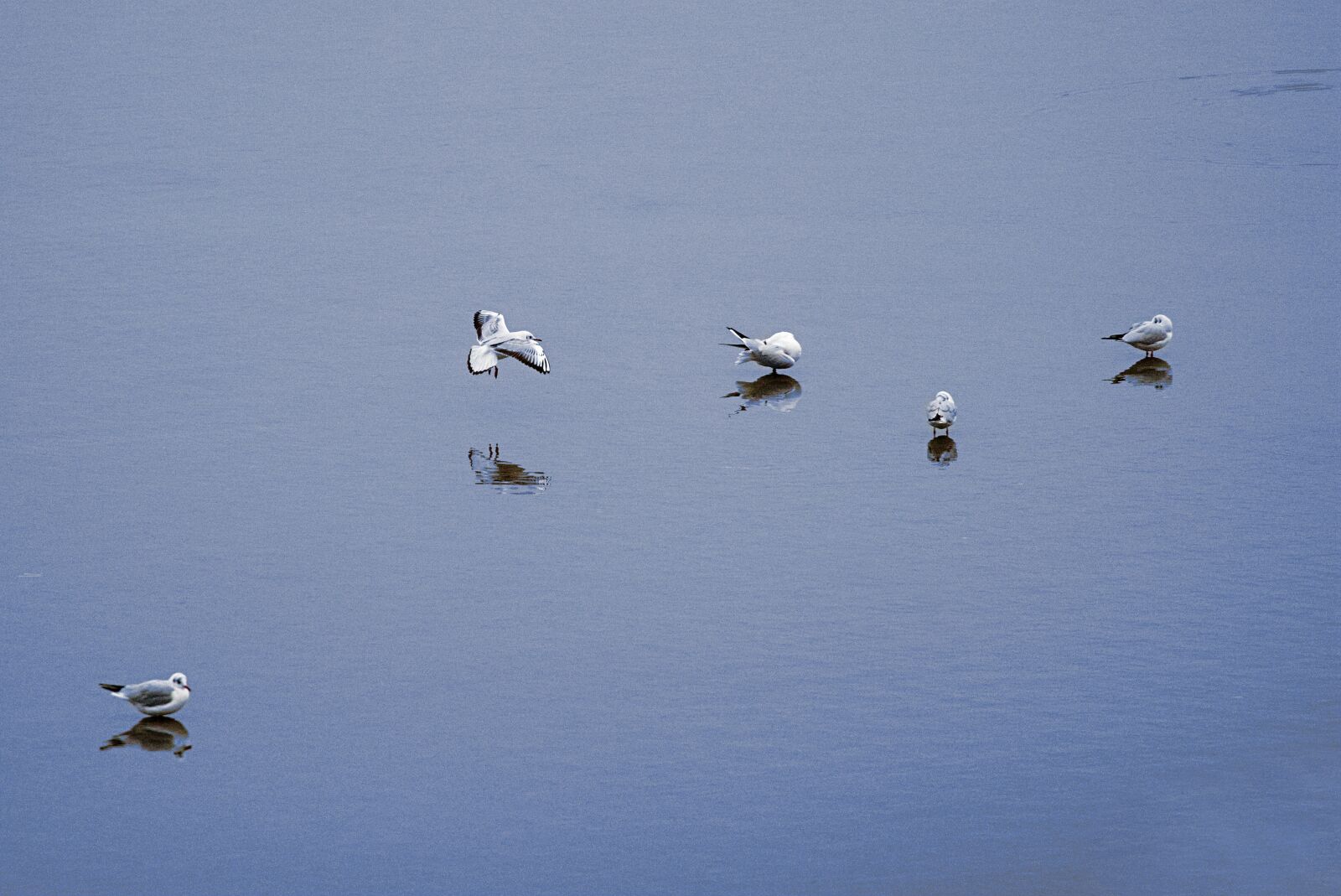 Canon EOS M5 sample photo. Seagull, lake, bird photography