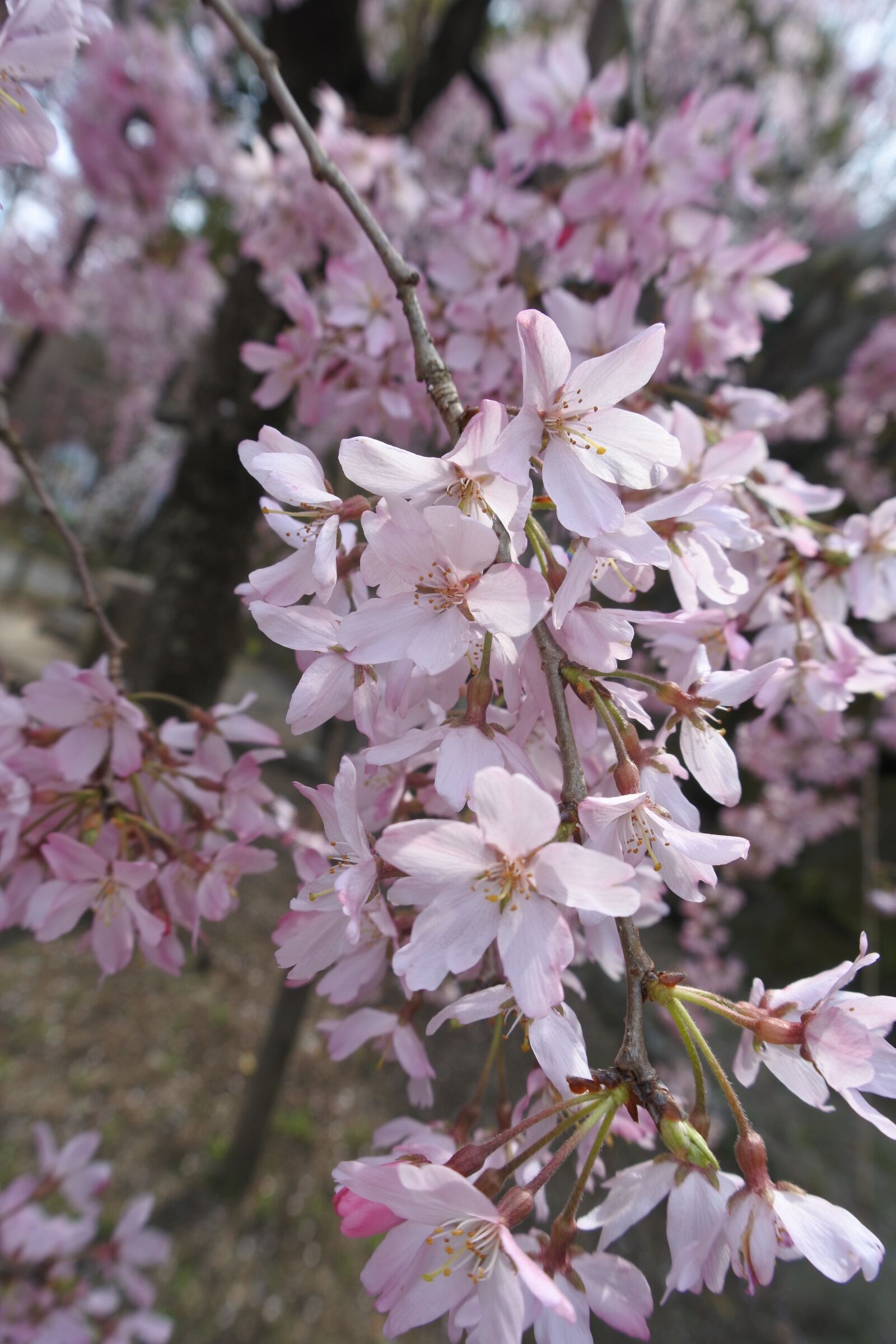 Nikon 1 J5 + Nikon 1 Nikkor VR 10-30mm F3.5-5.6 sample photo. Spring, cherry blossoms, flowers photography