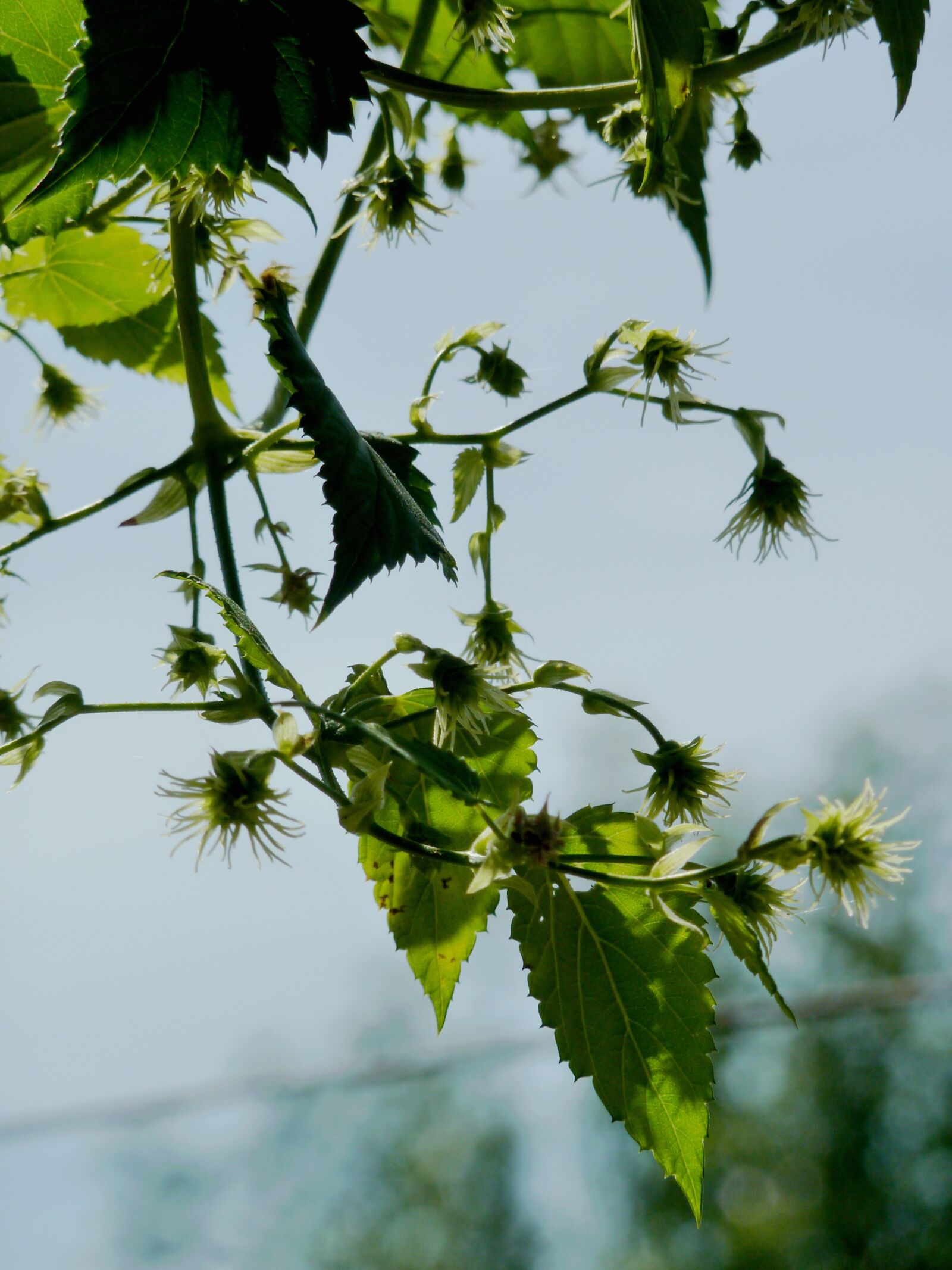Panasonic DMC-TZ7 sample photo. Hops, beer, umbel photography