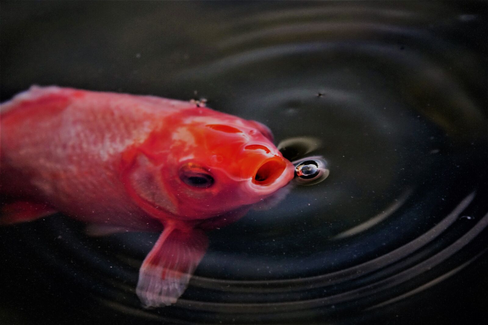 Sony Cyber-shot DSC-RX10 III sample photo. Goldfish, fish, pond photography