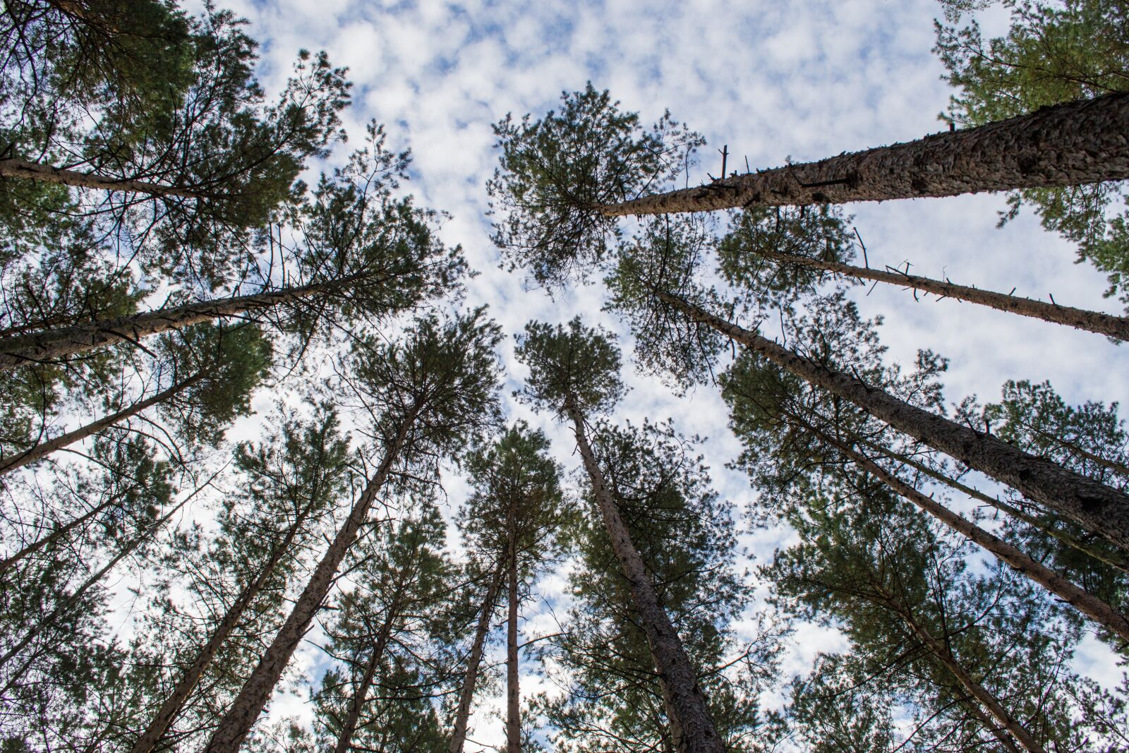 Nikon D3100 sample photo. Tree trunks, crown, forest photography