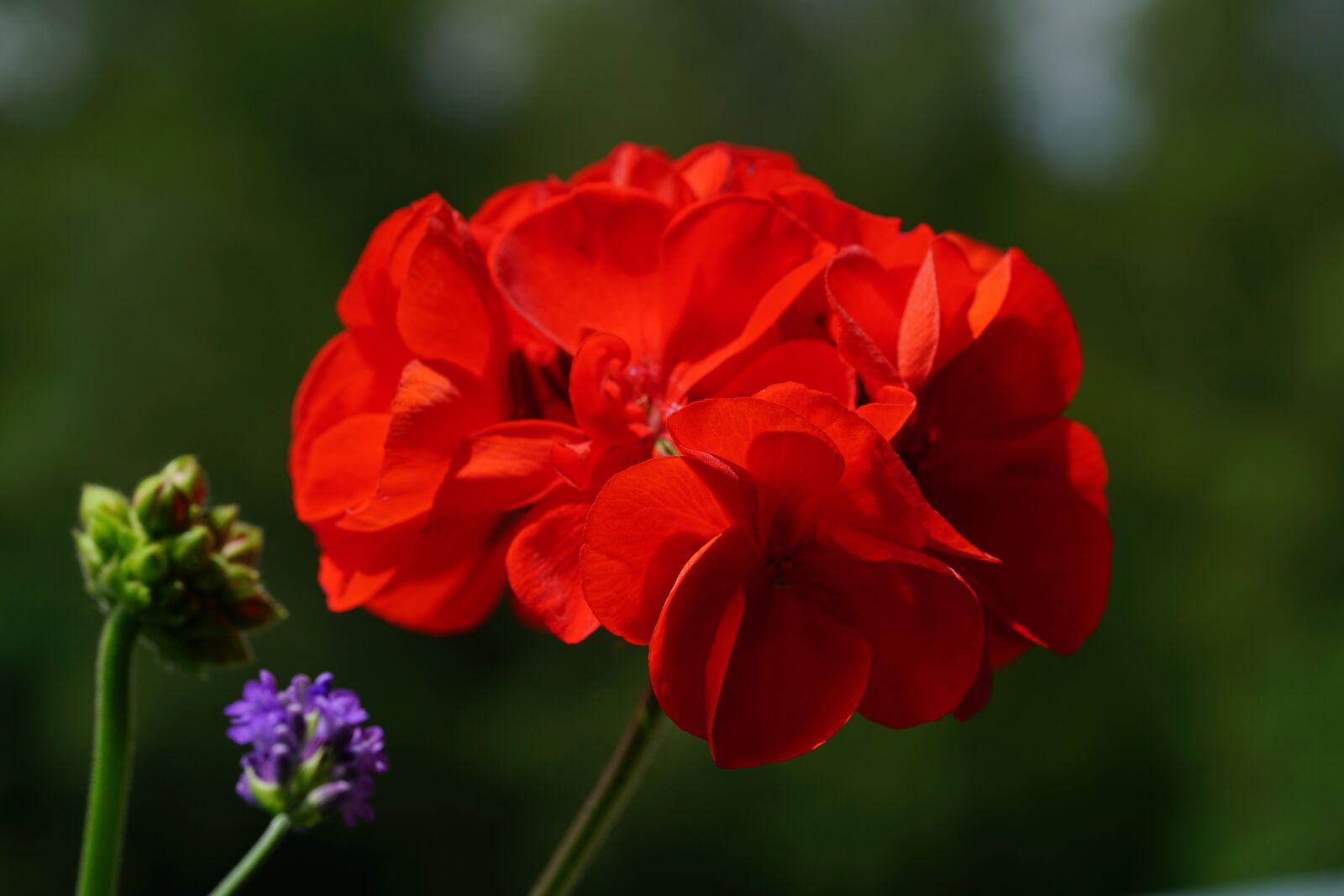 Sony a7R II + Sony FE 90mm F2.8 Macro G OSS sample photo. Geranium, blossom, bloom photography