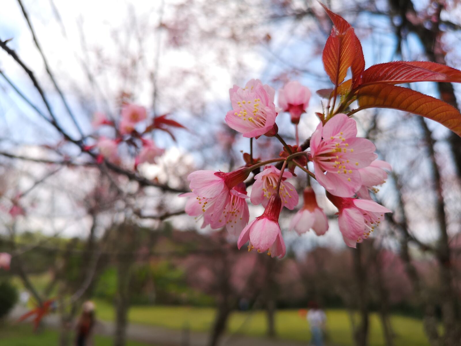 HUAWEI CLT-L29 sample photo. Leaves, mandelblüte, pink photography