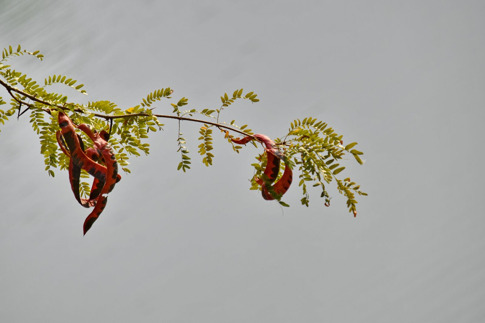 Nikon D5500 sample photo. Tree, plant, leaf, nature photography