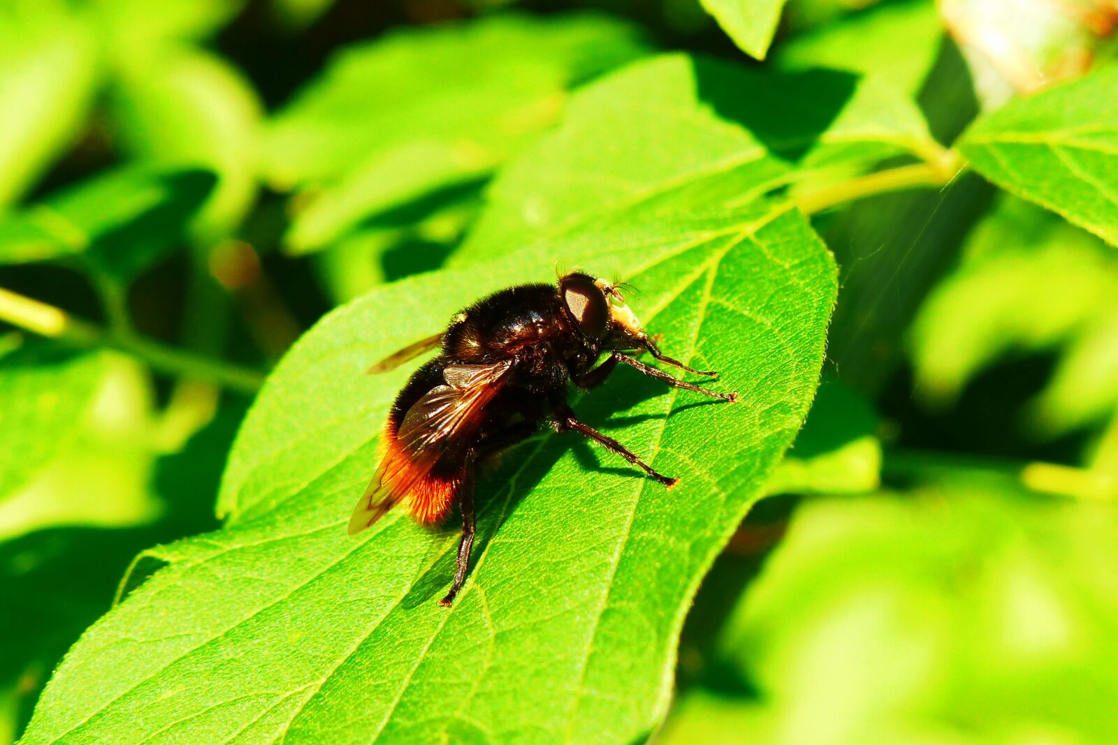 Panasonic Lumix DMC-FZ200 sample photo. Animals, invertebrates, insect photography
