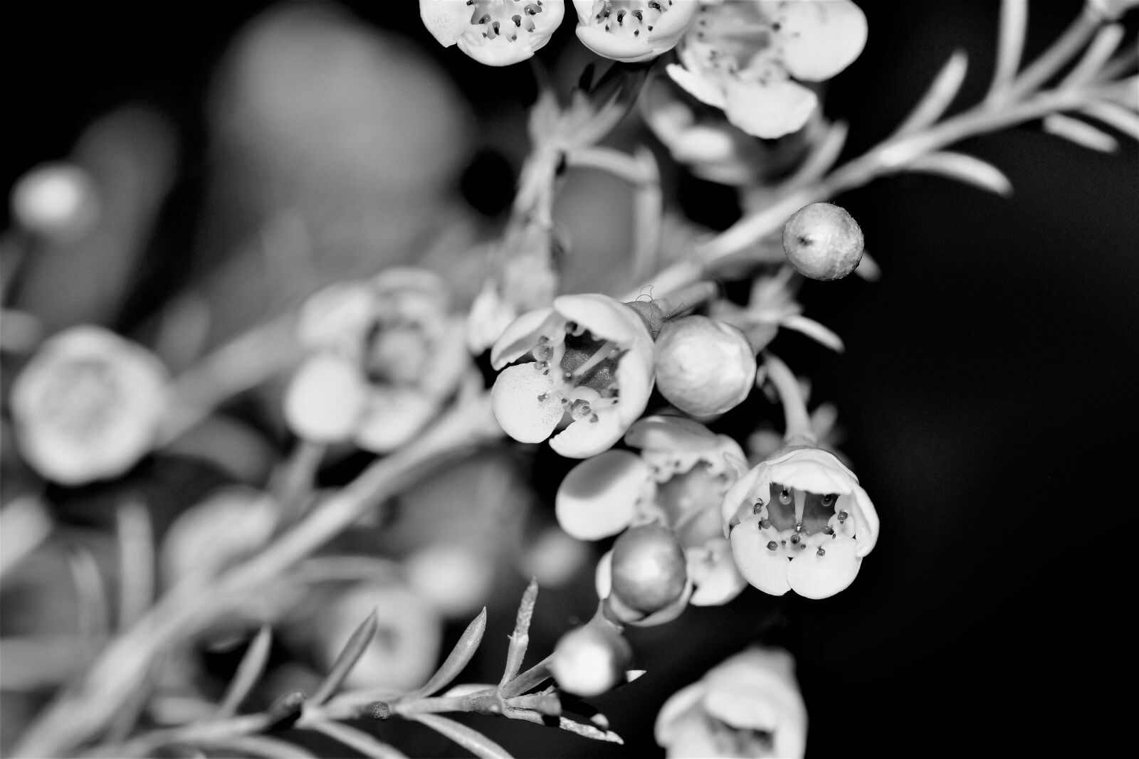 Nikon D5500 sample photo. Flowers, white, nature photography