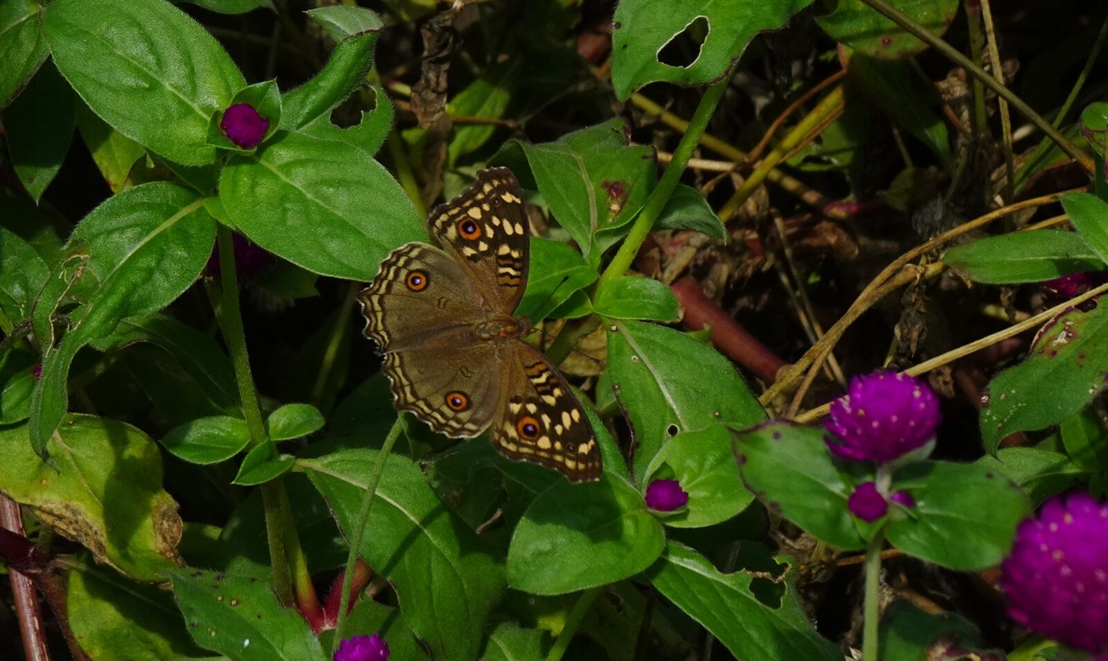 Sony DSC-WX800 sample photo. Butterfly, junonia lemonias, lemon photography