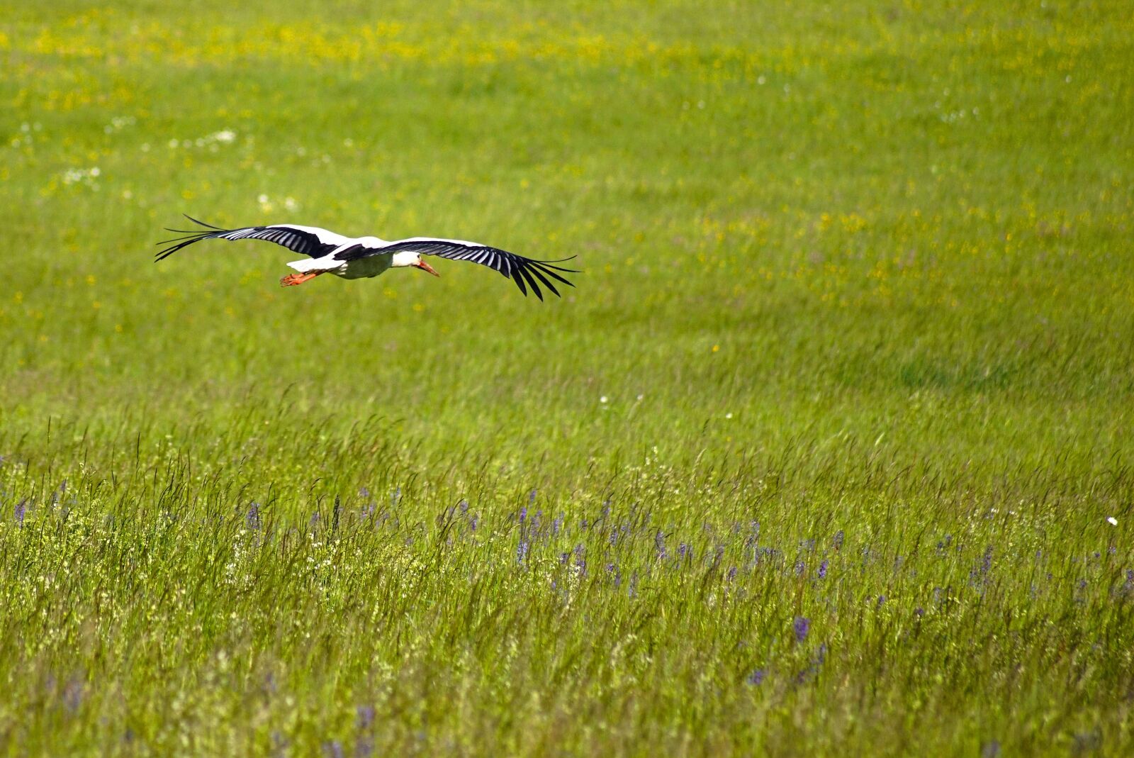 Sony SLT-A68 sample photo. Stork, bird, animal photography