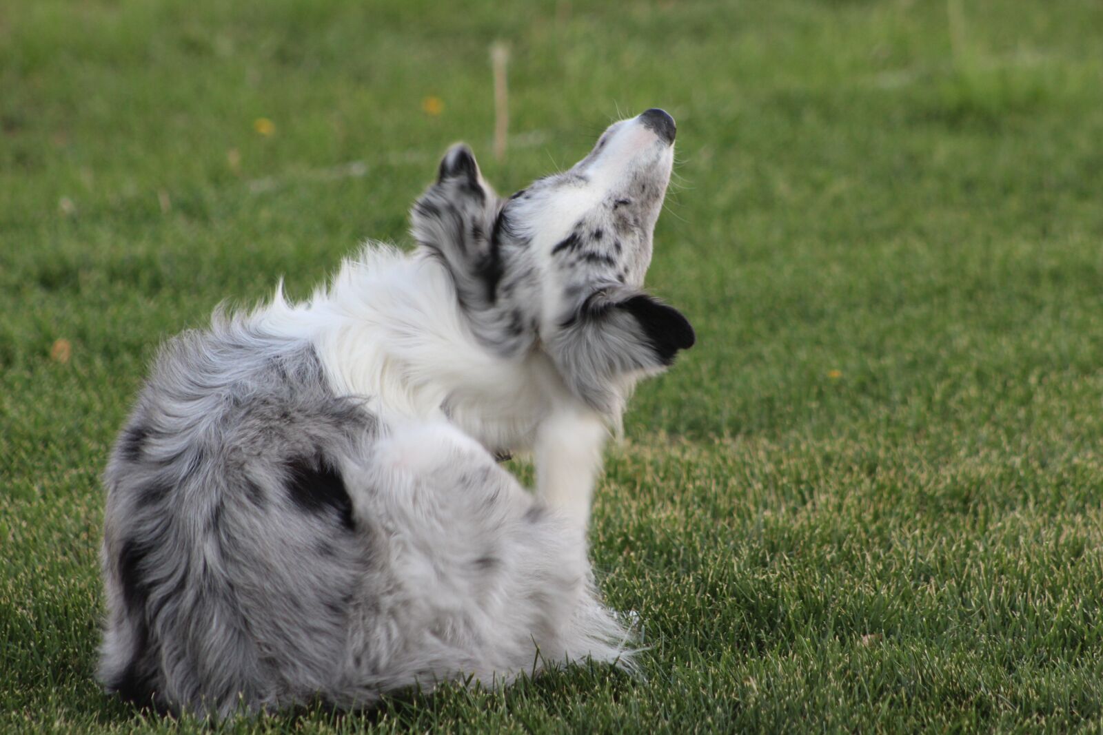 Canon EOS 1200D (EOS Rebel T5 / EOS Kiss X70 / EOS Hi) sample photo. Dog, australian shepard, pet photography