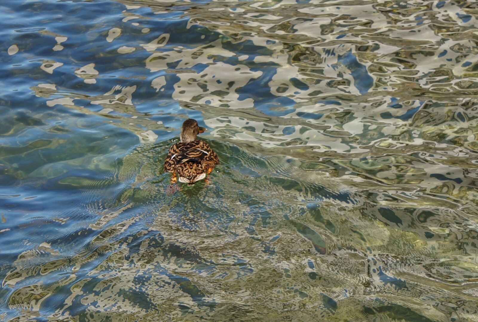 Sony Alpha NEX-5N + Sony E 55-210mm F4.5-6.3 OSS sample photo. Water, pattern, duck photography