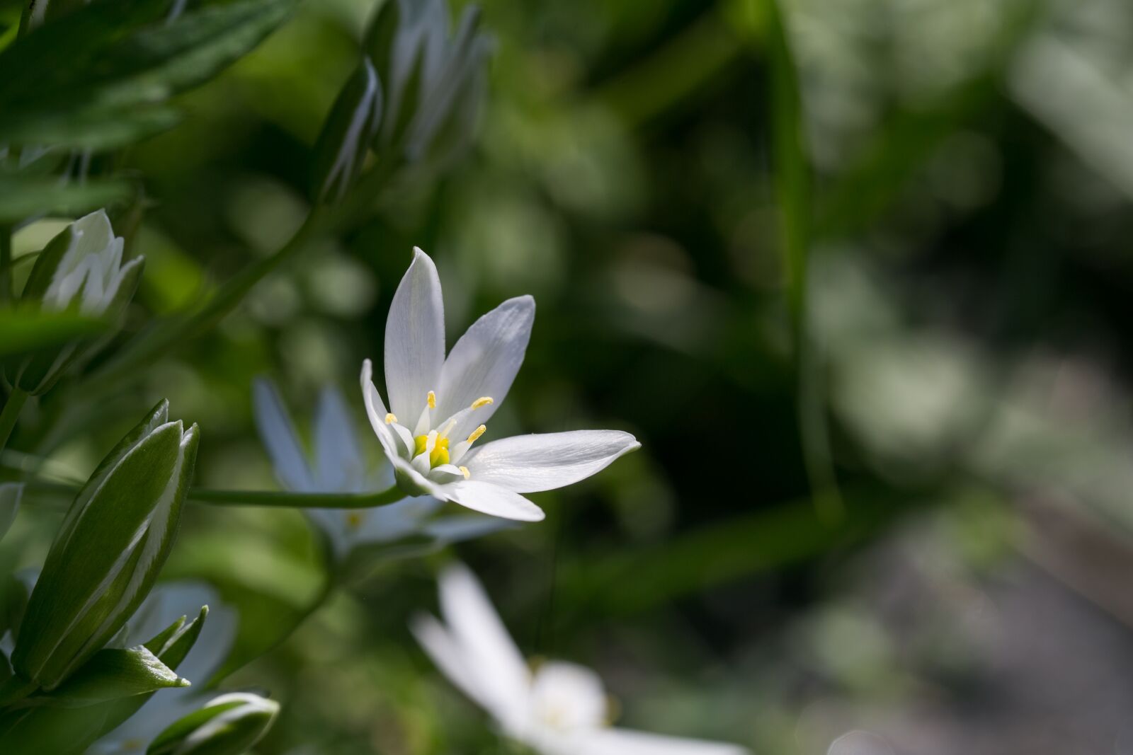 Canon EF 100mm F2.8L Macro IS USM sample photo. Blossom, bloom, white photography