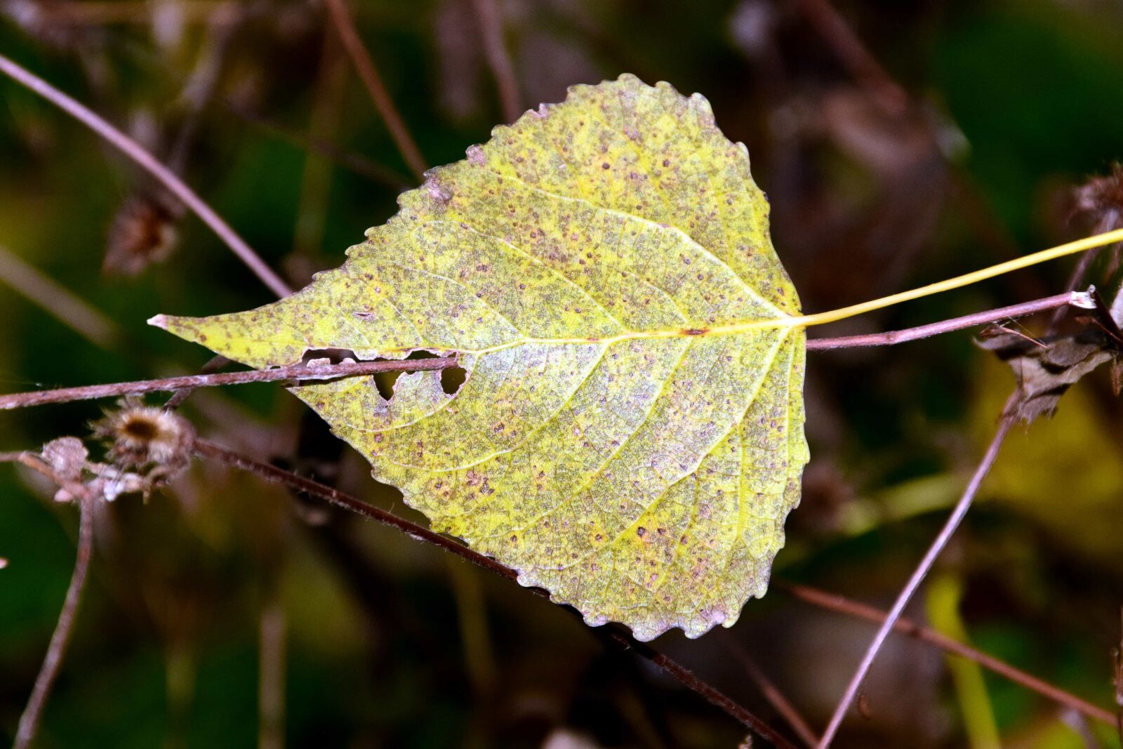 Nikon D3300 sample photo. Leaf, wood, tree, flora photography