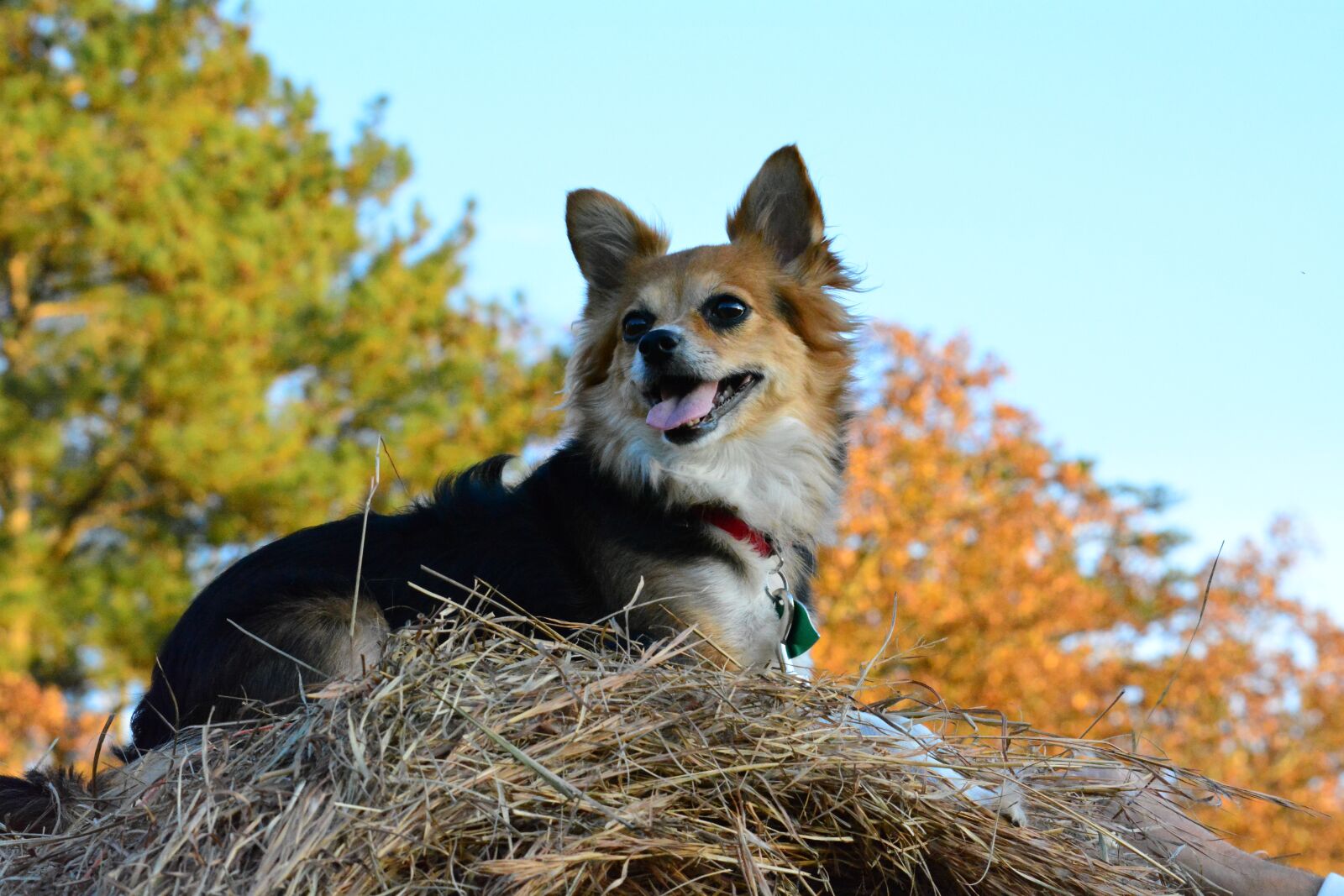 Nikon D5200 sample photo. Dog on a hay photography
