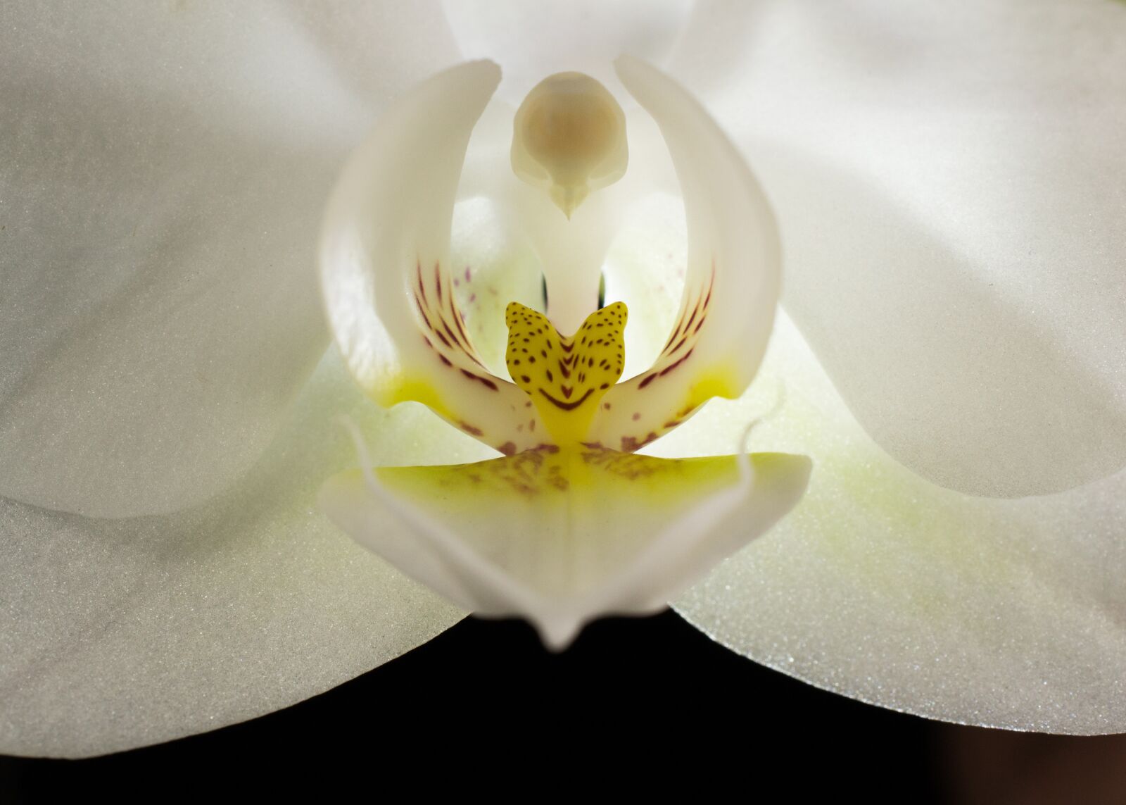 Nikon D3100 sample photo. Orchid, flower, closeup photography