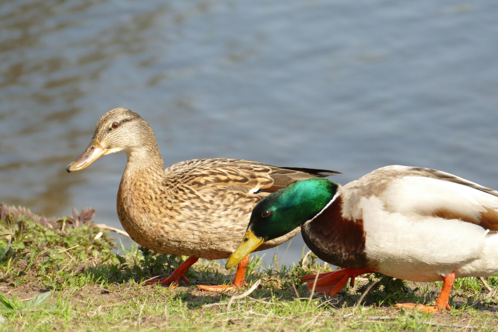 Panasonic Lumix DMC-FZ1000 sample photo. Duck, mallard, waterfowl photography