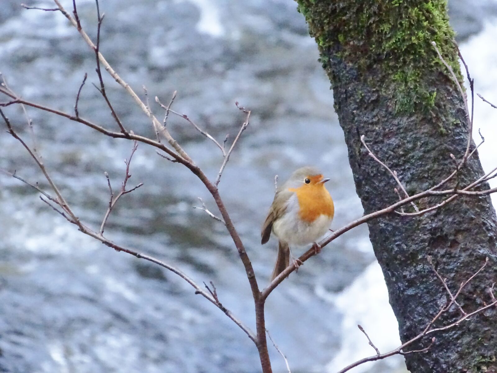 Sony Cyber-shot DSC-HX350 sample photo. Robin, natures beauty, bird photography