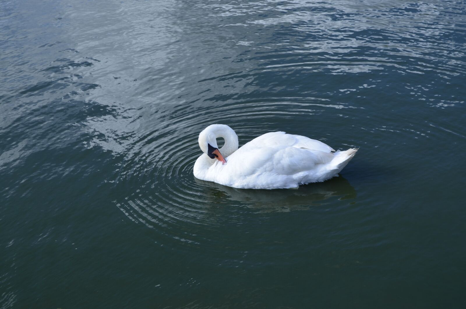 Nikon D5100 sample photo. Nature, swan, white photography